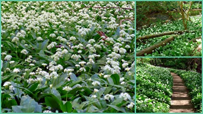 Bärlauchblüte