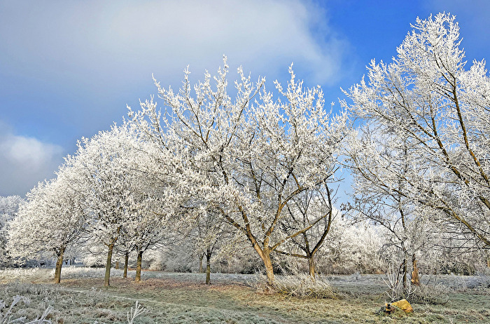 Raureif Rauhreif Weiss vereist sind die Bäume in der Wintersonne Wintermärchen