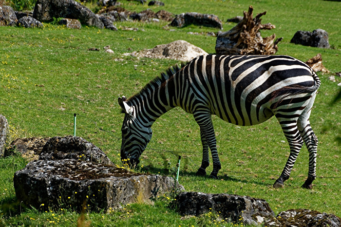 Zebra