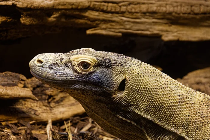 Komodowaran