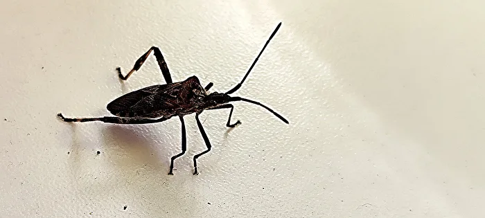 American pine bug