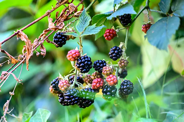 Natur und Pflanzen