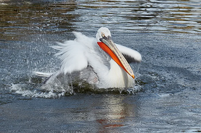 zoo Wien Krauskopf pelikan