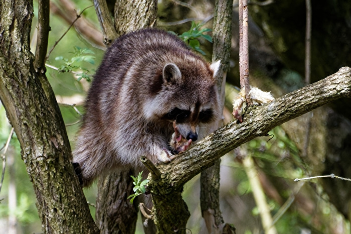Waschbär