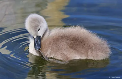 Junger Schwan