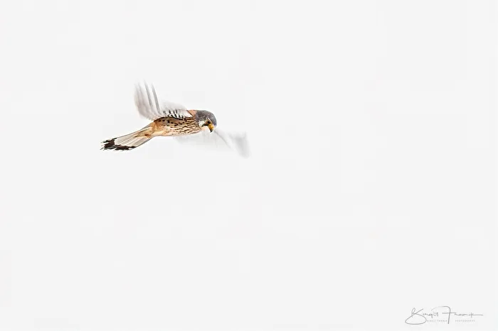 On the Hunt
