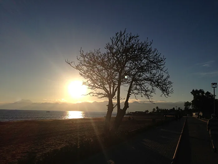 a tree on the beach