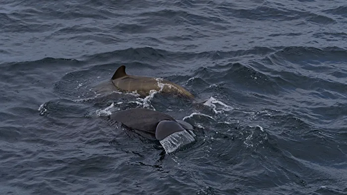 Sea - Whalewatching near Andenes (2)