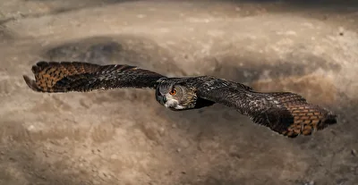 Uhu im Flug mit gespreizten Flügeln
