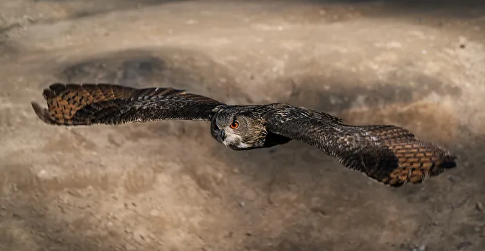 Uhu im Flug mit gespreizten Flügeln