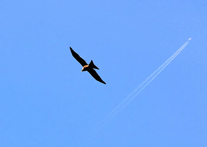 Flugschau