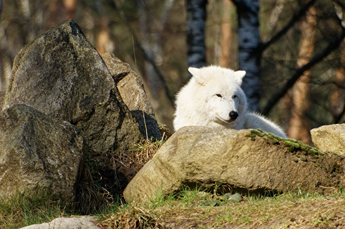 Polarwolf
