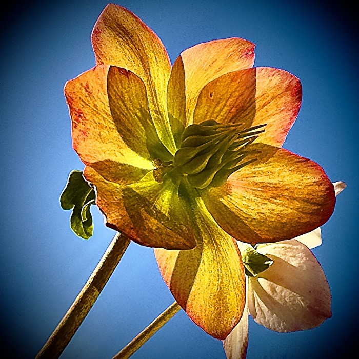 Christrose in der Sonne