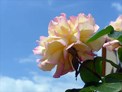 Rosenblüte