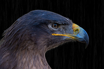 Adler Wildpark Weiskirchen / Rappweiler