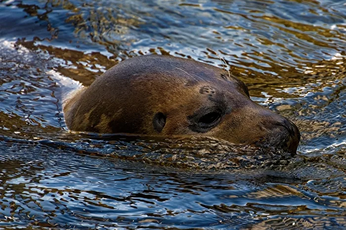 Seals