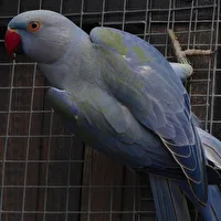 Profilfoto