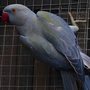 Profilfoto