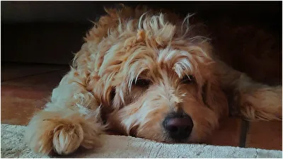 Hunde