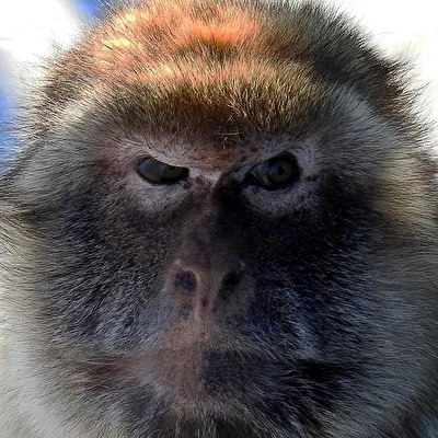Berberaffe