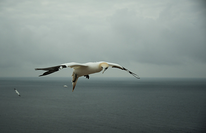 Basstölpel im Anflug (Helgoland)