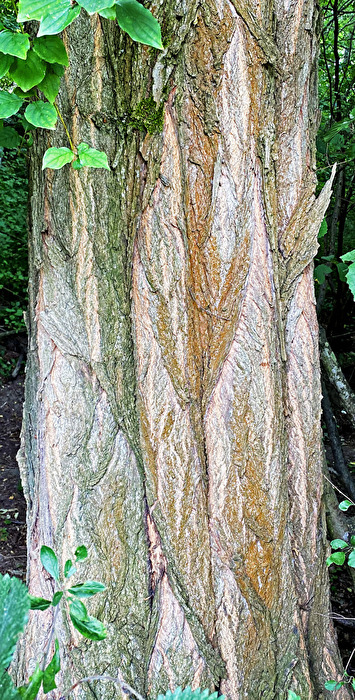 Linien und Formen am Baumstamm