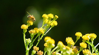 Üben mit dem harten Sonnenlicht