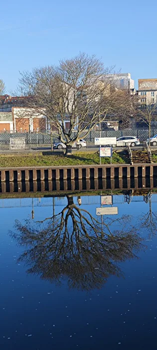 Der gespiegelte Baum am Wasser