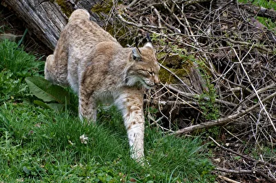 Luchs