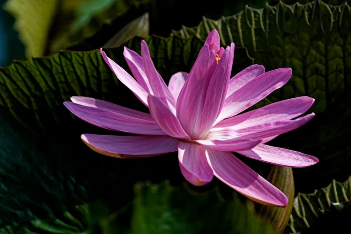 Seerose