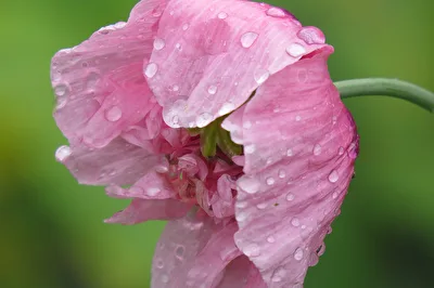 Mohnblüte