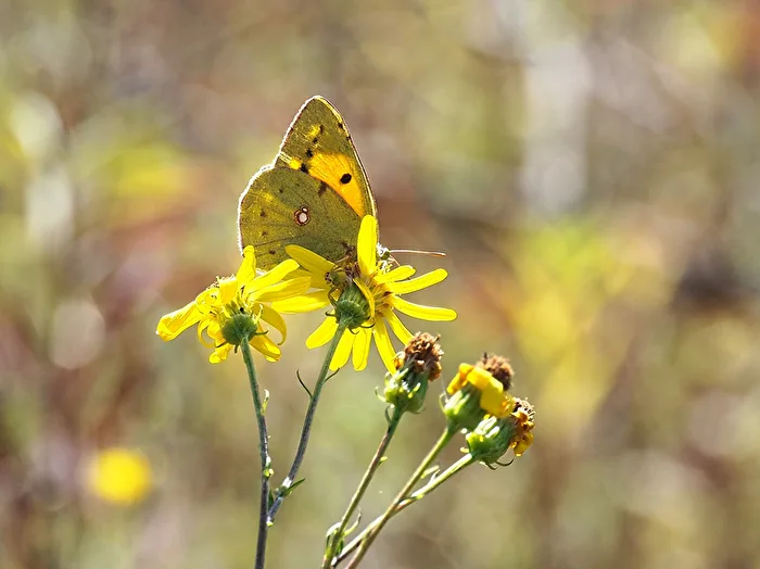Postillion