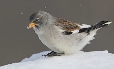 Schneesperling