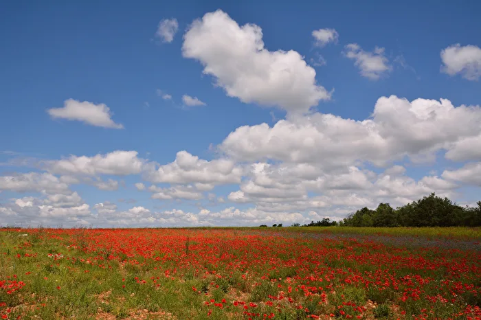 Mohn - fast soweit das Auge reicht