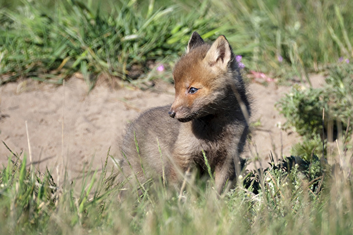 Rotfuchs Welpen
