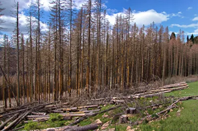 Waldschaden im Harz