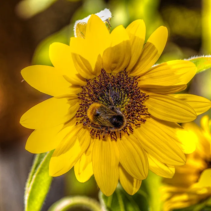 Bumblebee in the center of a sunflower