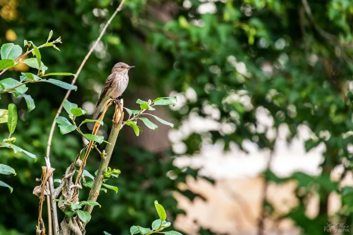 Il piccolo uccellino