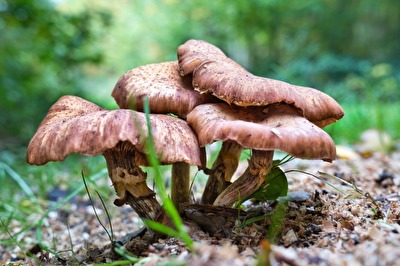 Pilze im Harbker Wald