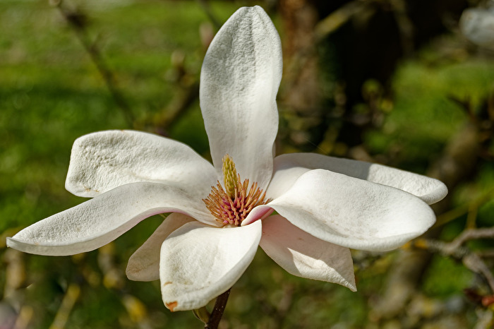 Magnolieblüte