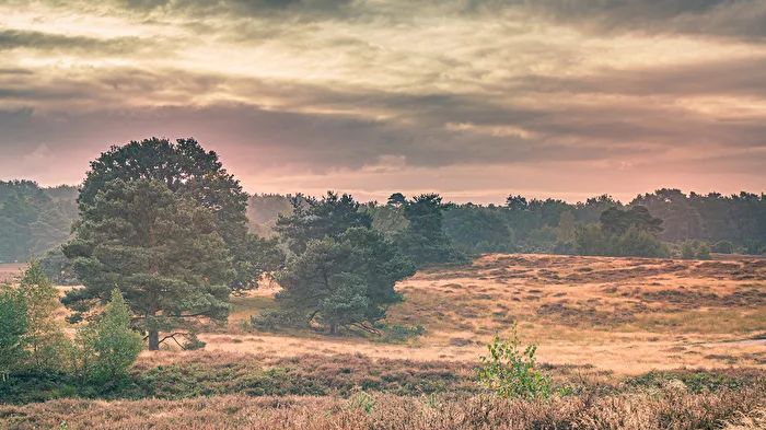 Westruper Heide