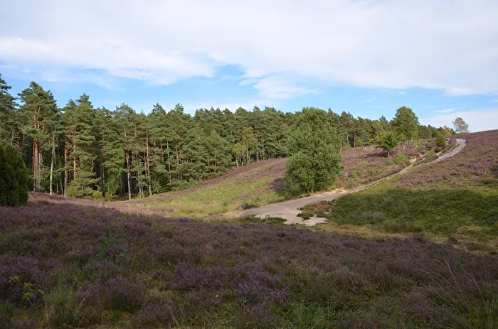 Heather Bloom  Misselhorner Heide  Lüneburger Heide