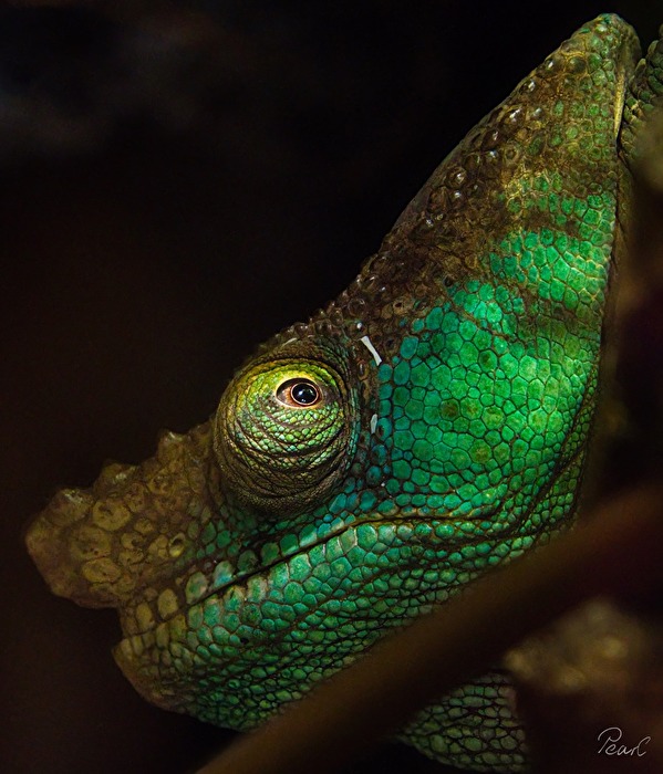 Augen   mit Rundumsicht