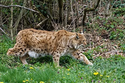 Luchs