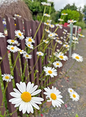 Blumen