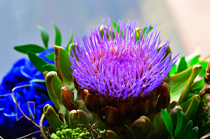 Blühende Artischocke (2)