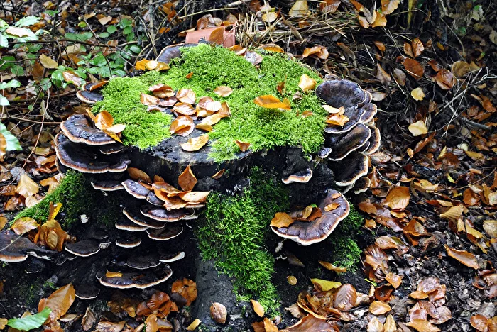 vieille souche d'arbre