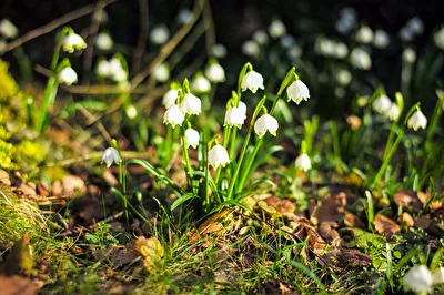 Frühling