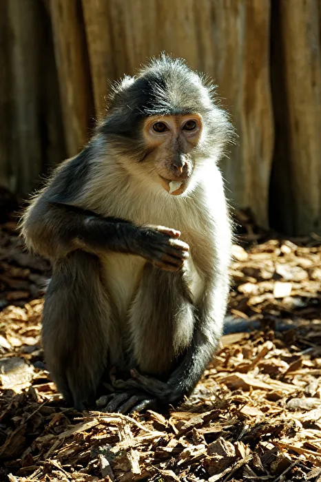 Rhesus Monkey