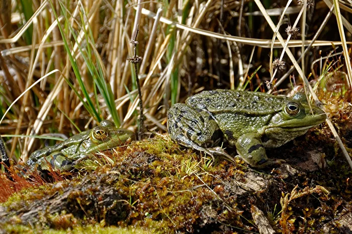 Frosch